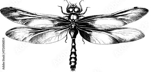 Intricate dragonfly and damselfly engraving for retro design and nature art