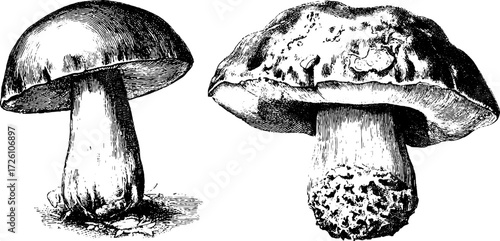 Vintage engraving style sketch of edible mushrooms for retro design