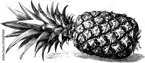 Exotic fruits pineapple in engraving style for retro design