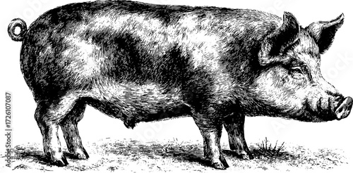 Vintage etched pig illustration - antique farm animal design for agriculture theme