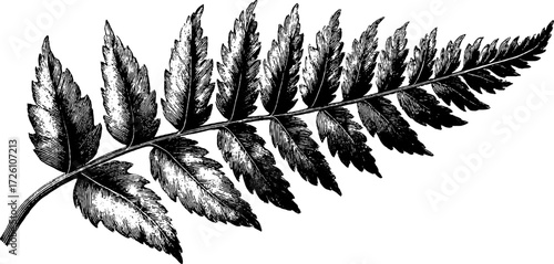 Vintage etching of isolated fern frond - perfect for retro design and botanical art