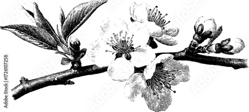 Vintage engraving of flowering almond branches for botanical designs and decor