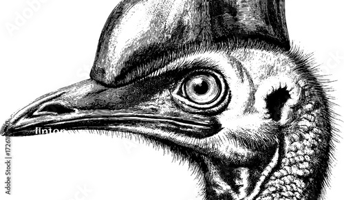 Vintage etching of cassowary silhouette: detailed hand drawn bird art for retro decor