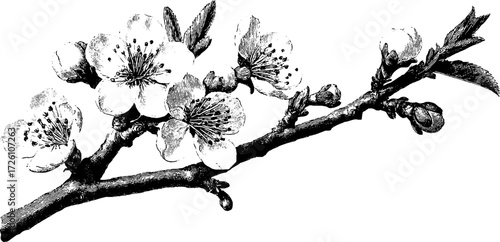 Vintage engraving of flowering almond branches for retro design projects