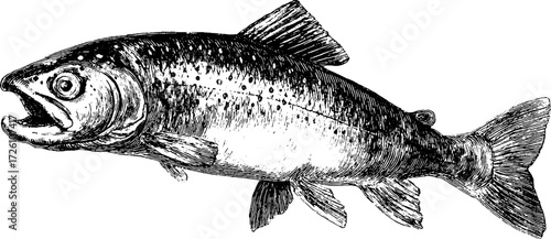 Engraved depiction of trout leaping in freshwater - vintage hand-drawn design for artistic projects
