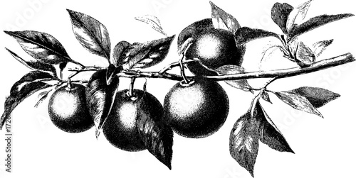 Vintage citrus fruit tree branches design for cards and posters