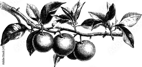 Vintage citrus tree branches with leaves and fruits engraving illustration for retro design