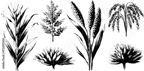 Vintage engraving style of grain sheaves and rice stalks design for prints and posters