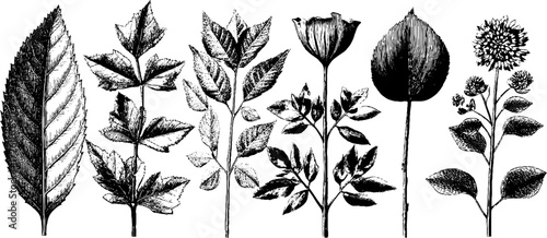 Vintage herbarium sheets with engraved botanical sketches for retro design projects