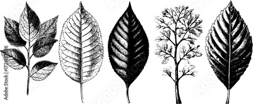 Vintage herbarium collection in engraving style for botanical design and decor