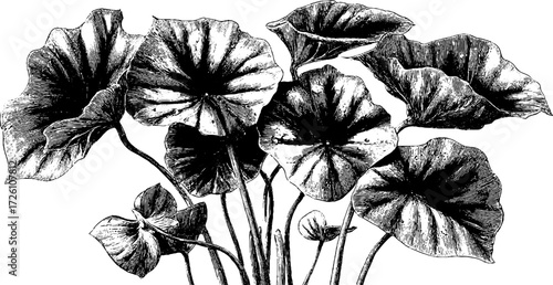 Vintage engraved illustration of houseplants with intricate leaf details for decor or botanical design