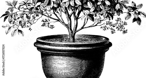 Vintage ficus plant in pot engraving for home decor and botanical design