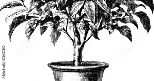 Vintage engraving style potted ficus plant for home decor and botanical design