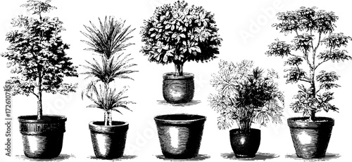 Vintage engraving style potted houseplants collection for retro decor and design