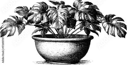 Vintage sketch of monstera plant in etched pot for retro decorative design