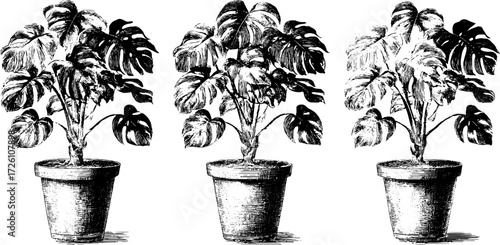 Monstera plant trio in vintage etched style for botanical design