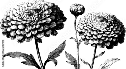 Vintage hand-drawn aster flower sketch - retro botanical design for decoration