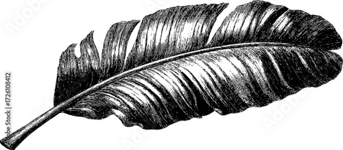 Vintage banana leaf illustration in engraved style for retro design and decoration