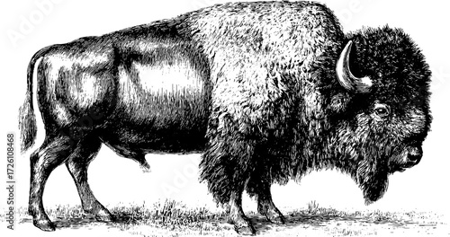 Vintage bison illustration in engraving style for retro design and decoration
