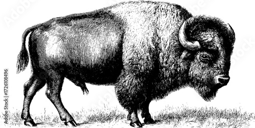 Vintage bison silhouette in retro hand drawn engraving style for nature and wildlife design