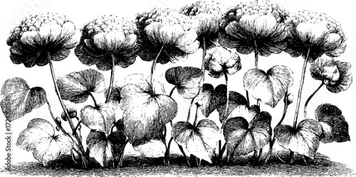 Vintage clover plant hand drawn engraving for botanical design and decoration