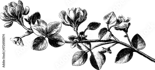 Vintage clover plant illustration in hand drawn style for retro design