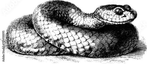 Vintage coiled snake sketch - intricate engraved reptile design for retro art and decoration