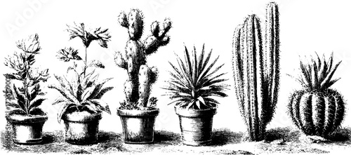 Vintage hand-drawn silhouette illustration of columnar cactus and succulents for retro design