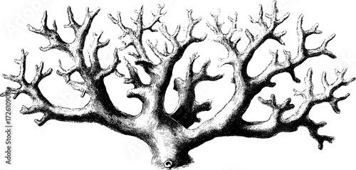 Vintage coral branch engraving for retro decor or marine design prints
