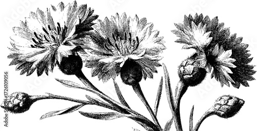 Vintage sketch of cornflower blooms - retro design for poster or card