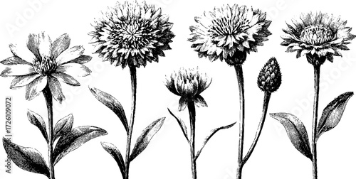 Vintage cornflower sketch for botanical design and decoration