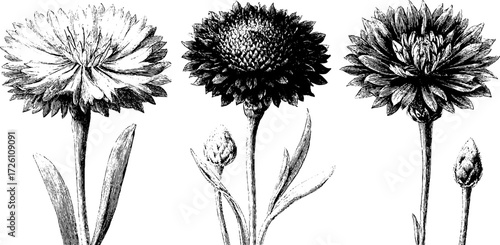 Vintage cornflower sketch hand drawn in retro engraving style
