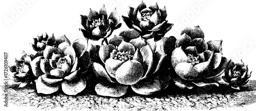Vintage sketch of echeveria succulent silhouette for botanical design and decor