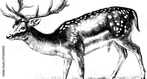 Vintage engraving of fawn - retro wildlife art for design and decoration