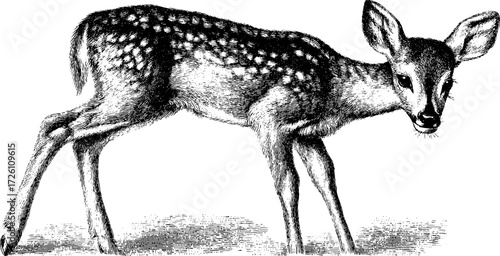 Vintage engraved illustration of fawn in retro style for nature prints