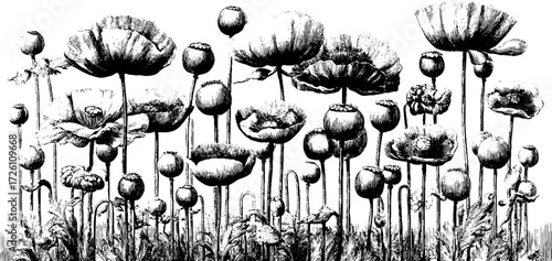 Vintage field of poppies illustration in retro hand-drawn style for design projects