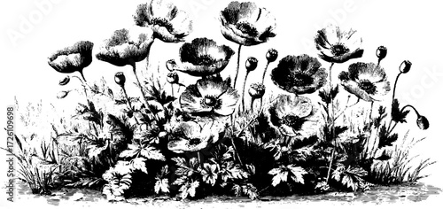 Vintage engraving of poppy field ideal for botanical poster design