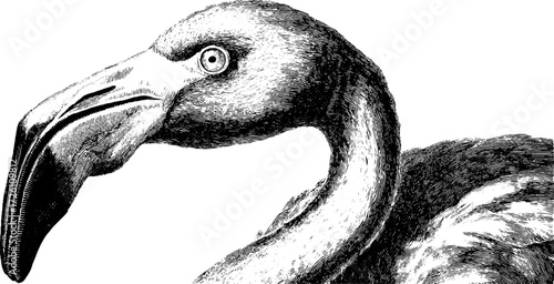Vintage flamingo illustration in hand drawn engraving style for design and decor