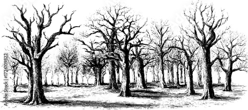 Dramatic forest of bare dry trees in vintage hand drawn style for nature art and decor