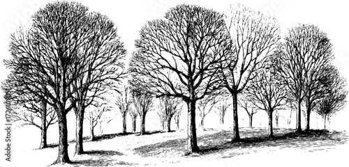 Dramatic forest of bare dry trees in vintage hand drawn style for artistic design
