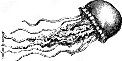 Intricate vintage jellyfish sketch with flowing tentacles for nautical design