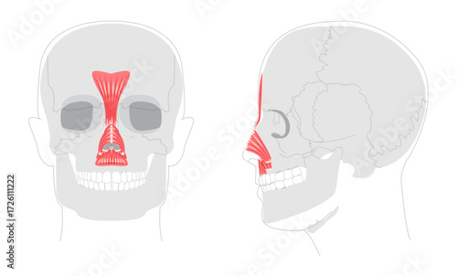 Set of Nasal muscles anatomy diagram, procerus, nasalis transverse part, nasalis alar part, depressor septi labeled, face muscles illustration, medical reference chart, education schematic