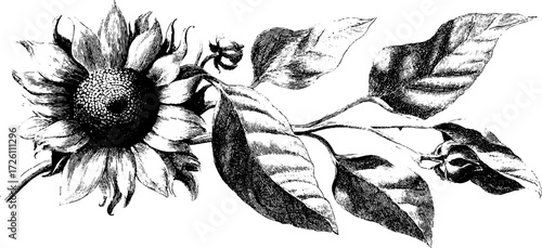 Vintage hand drawn sunflower sketch with leaves - floral design for posters or cards