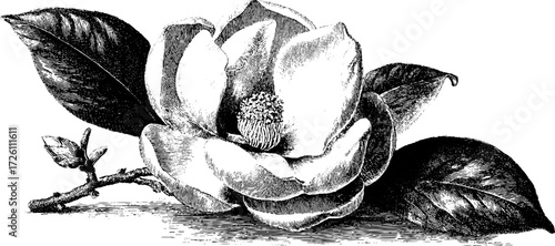 Vintage magnolia flower sketch in retro woodcut style for botanical design