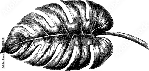 Vintage monstera leaf sketch in retro engraving style for design