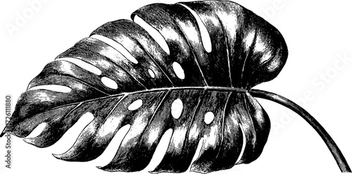 Vintage monstera leaf illustration - hand drawn and etching style for art and design