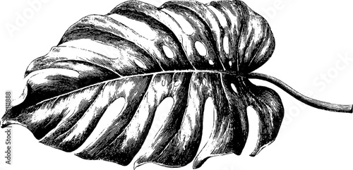 Vintage monstera leaf illustration in retro hand drawn style for botanical design