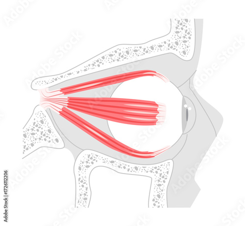 Superior Lateral Inferior rectus - Human eye muscle shown in anatomy chart, controls upward and inward eye movement, important for ocular alignment, medical and educational illustration.