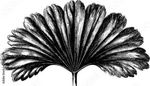 Vintage palm leaf illustration for retro design and decoration