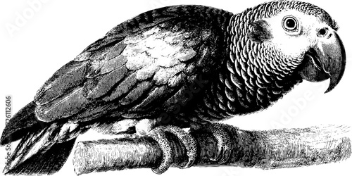 Vintage parrot illustration in detailed hand drawn engraving style for retro design